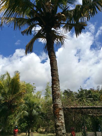 Mauritius - palm Cocos nucifera.jpg