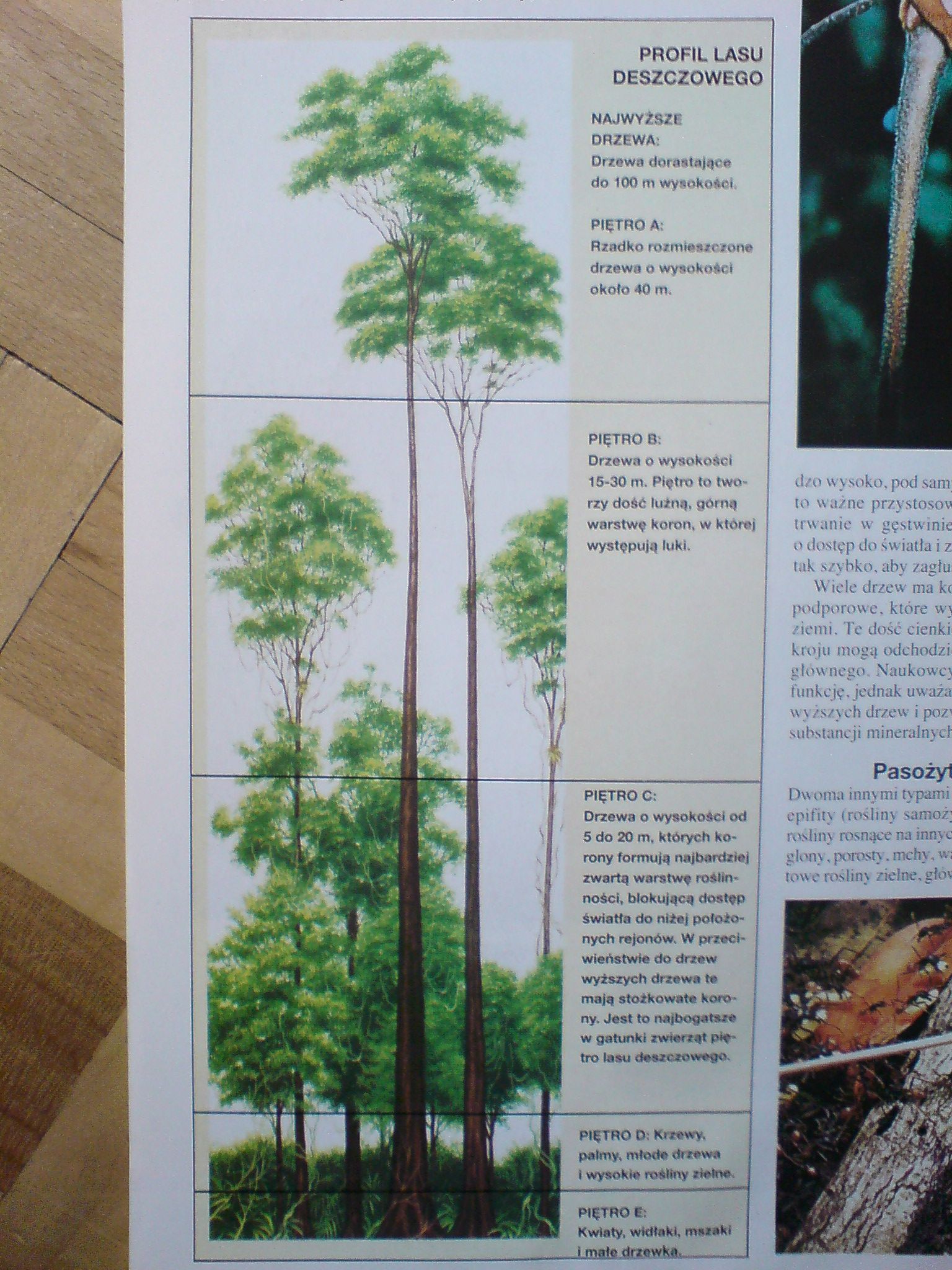 Biologia - profil lasu deszczowego układ piętrowy.JPG