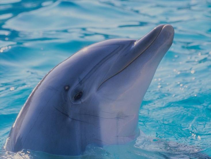 TAPETY RÓŻNE - delfin.jpg
