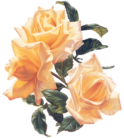 kwiaty   róże - ruze58.gif