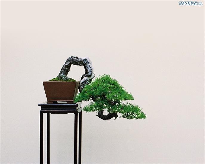 Drzewka Bonsai - 170355_stolik-drzewko-bonsai.jpg